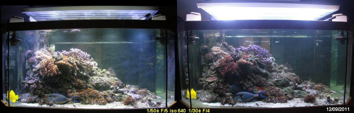 Tout éclairage pour aquarium : Led, T5, T8 Courcelles