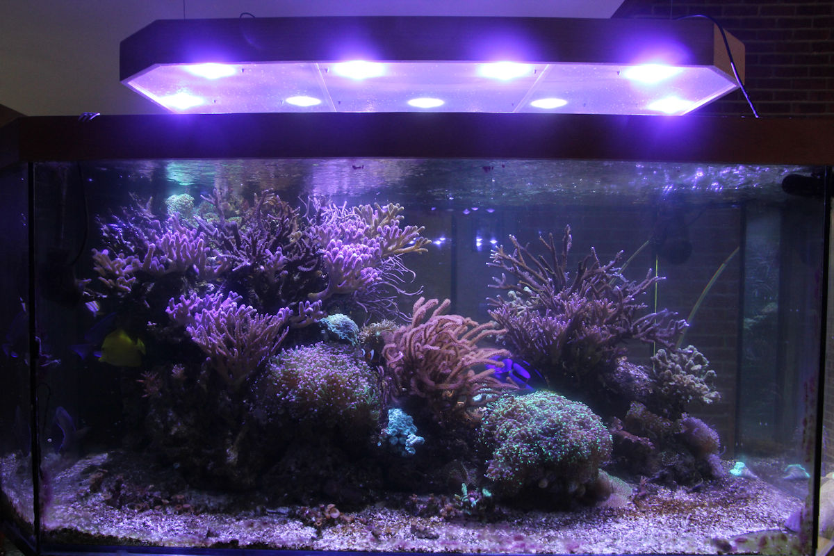 Tout éclairage pour aquarium : Led, T5, T8 Courcelles